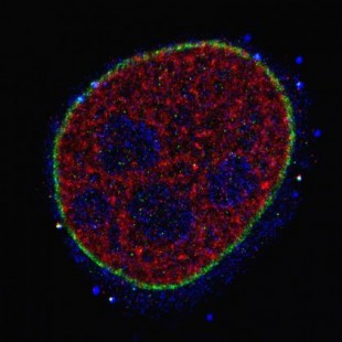 Nuevo método para visualizar moléculas individuales en células completas (ING)