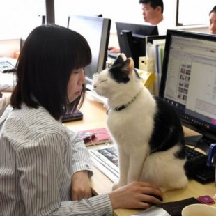 En Japón se empiezan a permitir gatos en el trabajo para disminuir el estrés de sus trabajadores