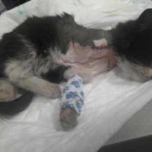 Ataron un petardo al cuello a un cachorro de gato en en Alcalá de Henares y ha perdido un pata