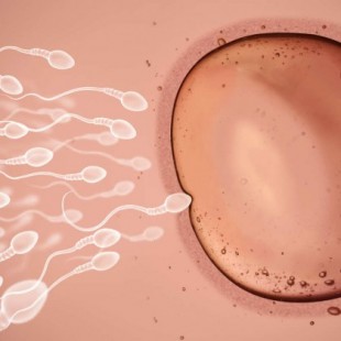 El óvulo selecciona los espermatozoides y no es dócil como las leyes de la genética suponían