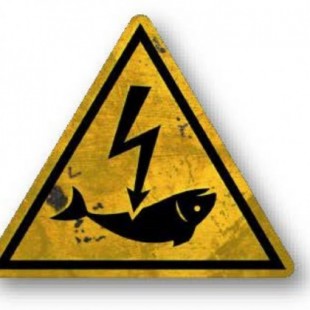El grave escándalo europeo de la «pesca eléctrica»