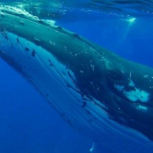 Una bióloga comparte la historia de la ballena jorobada que la salvó de un tiburón