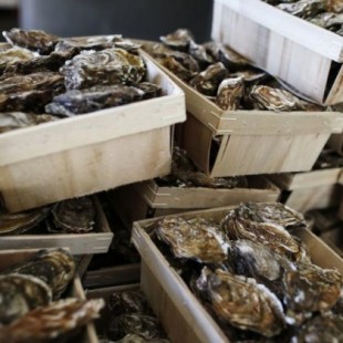 Muere una mujer tras consumir ostras crudas infectadas con bacterias 'come carne'