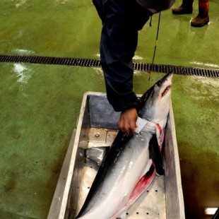 Tiburones que se venden en la lonja de Vigo superan los límites de mercurio permitidos por la UE (gal)