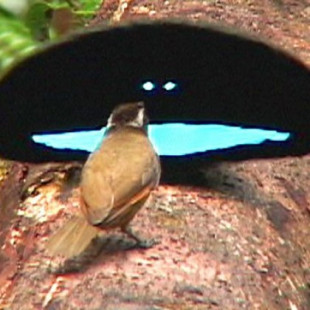 El pájaro que absorbe el 99,95% de la luz