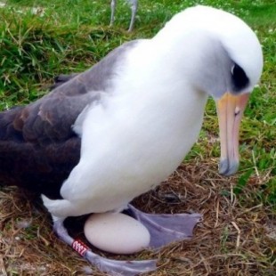 Científicos sorprendidos por una albatros que será madre a los 67 años