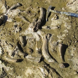 Investigadores descubren fósiles de ballenas y leones marinos de hace 10 millones de años en Jaén