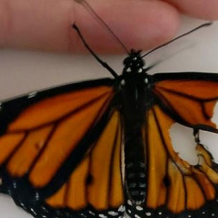 Trasplante de ala de mariposa monarca (ENG)