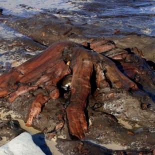 Oleaje deja al descubierto bosque fósil de la costa de Ribadeo (Lugo)