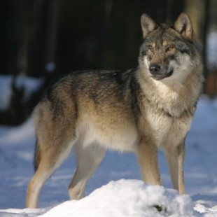 Un lobo ha sido visto en el norte de Bélgica por primera vez en más de 100 años