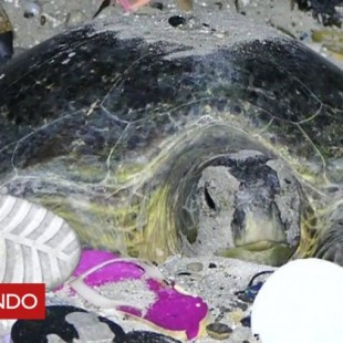 Las descorazonadoras imágenes de una tortuga verde que intenta anidar en una playa llena de basura