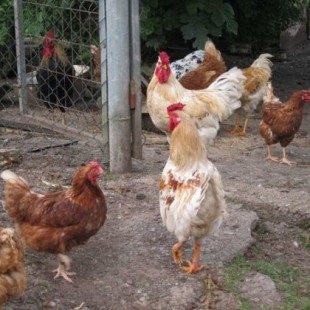 Lidl tira del carro animalista y elimina de sus tiendas los huevos de gallinas enjauladas