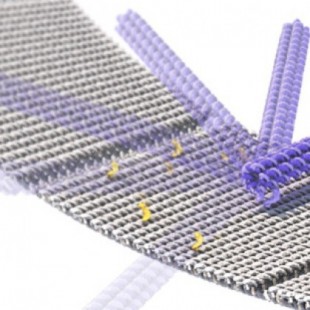 Estas "nano-grúas" de ADN podrían formar líneas de ensamblaje molecular (ING)