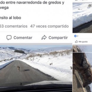 Se jactan en Facebook de matar a un lobo en Gredos y se ven obligados a cerrar la página