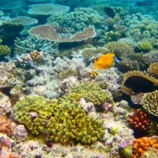 Australia ofrece 650.000 euros a quien consiga salvar la Gran Barrera de Coral