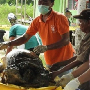 Encuentran tiroteado, apuñalado y decapitado el cadáver de un orangután de Borneo en Indonesia