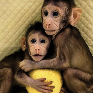 Estos son Zhong Zhong y Hua Hua, los primeros monos clonados como Dolly 