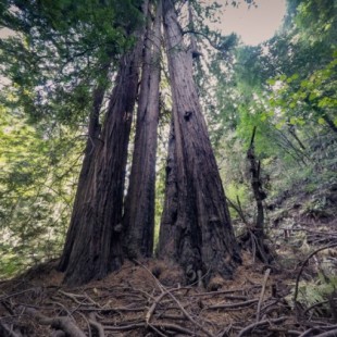 Un parque de secuoyas gigantes a un paso de San Francisco (Muir Woods)