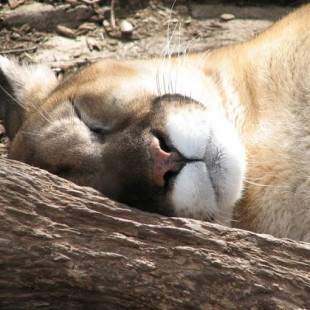 El puma oriental norteamericano es declarado oficialmente extinto