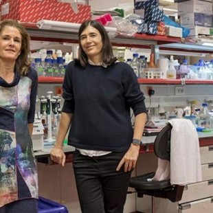 Dos científicas españolas logran curar la fibrosis pulmonar en ratones