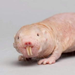 Descubren una nueva característica de la rata topo desnuda: aparentemente no envejecen