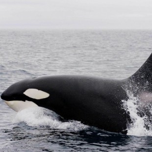 Una ballena con palabras: Orca imita el habla humana (ENG)