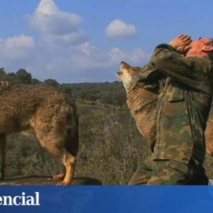 El niño lobo de Sierra Morena malvive solo y olvidado en un pueblo de Galicia