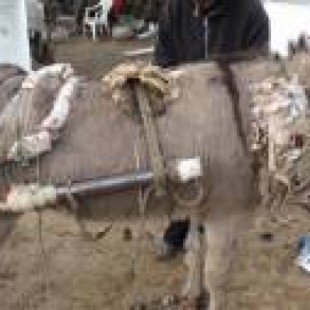 Este burro, que recibe palizas diarias, tiene que transportar cientos de kilos de chatarra