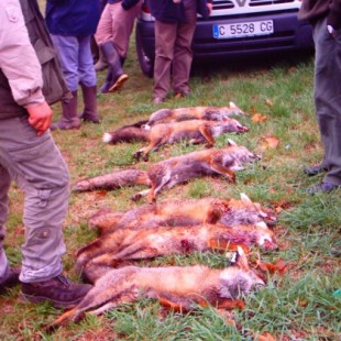 A bocinazos para salvar zorros de una masacre (gal)