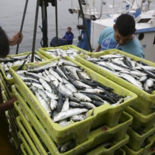 Esta es la pesca del Cantábrico que ya apenas se rula en Asturias