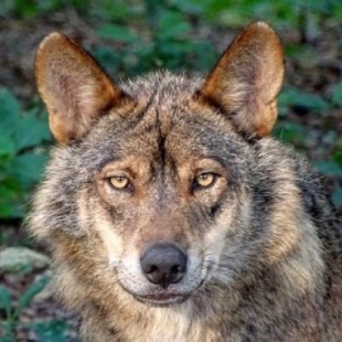Anulado el plan de caza del lobo en Castilla y León por carecer de base científica