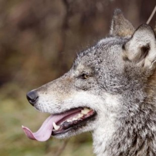Histórico triunfo ecologista: el juez anula el Plan del Lobo leonés; el de Asturias, en el aire