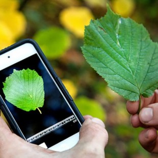 Aplicación móvil para reconocer plagas en cultivos desde el teléfono