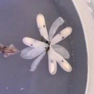 El nacimiento de un pulpo es capturado en video en un acuario de Virginia [Eng]