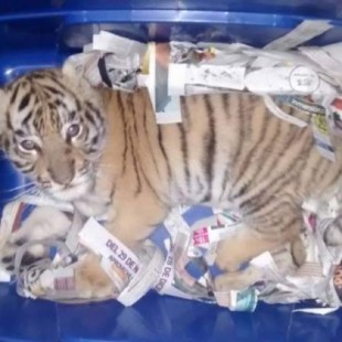 Encuentran un cachorro de tigre en una caja de envío urgente en una oficina de correos
