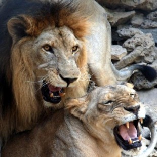 Una manada de leones devora a un cazador furtivo en Sudáfrica
