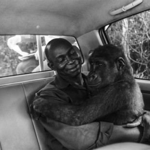 El rescate de la gorila Pikin, mejor fotografía del año del Wildlife Photographer of the Year, según el público 