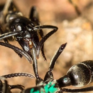 Hormigas africanas tratan las heridas de guerra de sus soldados