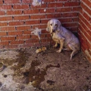 Juzgan a un cazador que tenía 55 perros en 30 metros cuadrados en la denominada "finca de los horrores"
