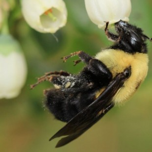 A mayor número de especies de abejas, mejor polinización