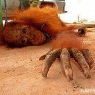 Prostitución y abusos sexuales con orangutanes