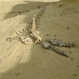 Cientos de fósiles que evidencian la evolución de las ballenas, de terrestres a marinas, en el desierto egipcio