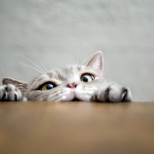 40 curiosidades de los gatos que, quizás, no sabías