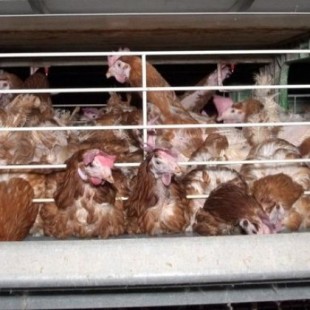 La tortura de las gallinas enjauladas que ponen los huevos que comemos y Francia quiere prohibir