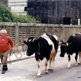 30 años del juicio a la vaca detenida en Baiona