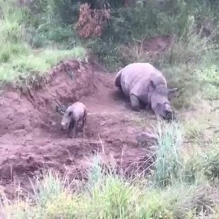 Un rinoceronte bebé trata de amamantarse de su madre abatida por cazadores furtivos