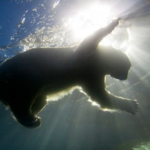 La ciencia que convierte osos polares en personas