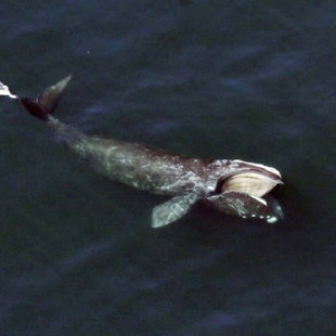 Las ballenas francas del Atlántico Norte pueden enfrentarse a la extinción: no se registran nuevos nacimientos