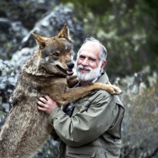 Carlos Sanz, biólogo: “Sin Rodríguez de la Fuente, probablemente, hoy no tendríamos lobos en España”