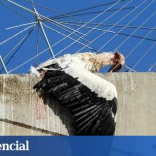 Las iglesias ‘mata-cigüeñas’ de Lleida: una muerta y seis heridas en una semana